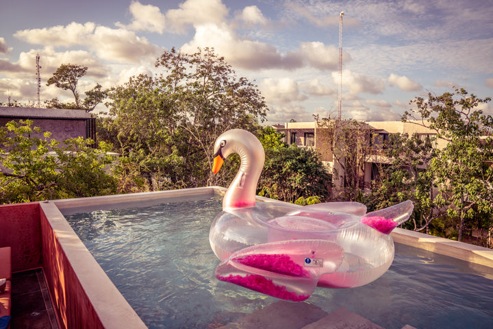 El cisne de plumas original